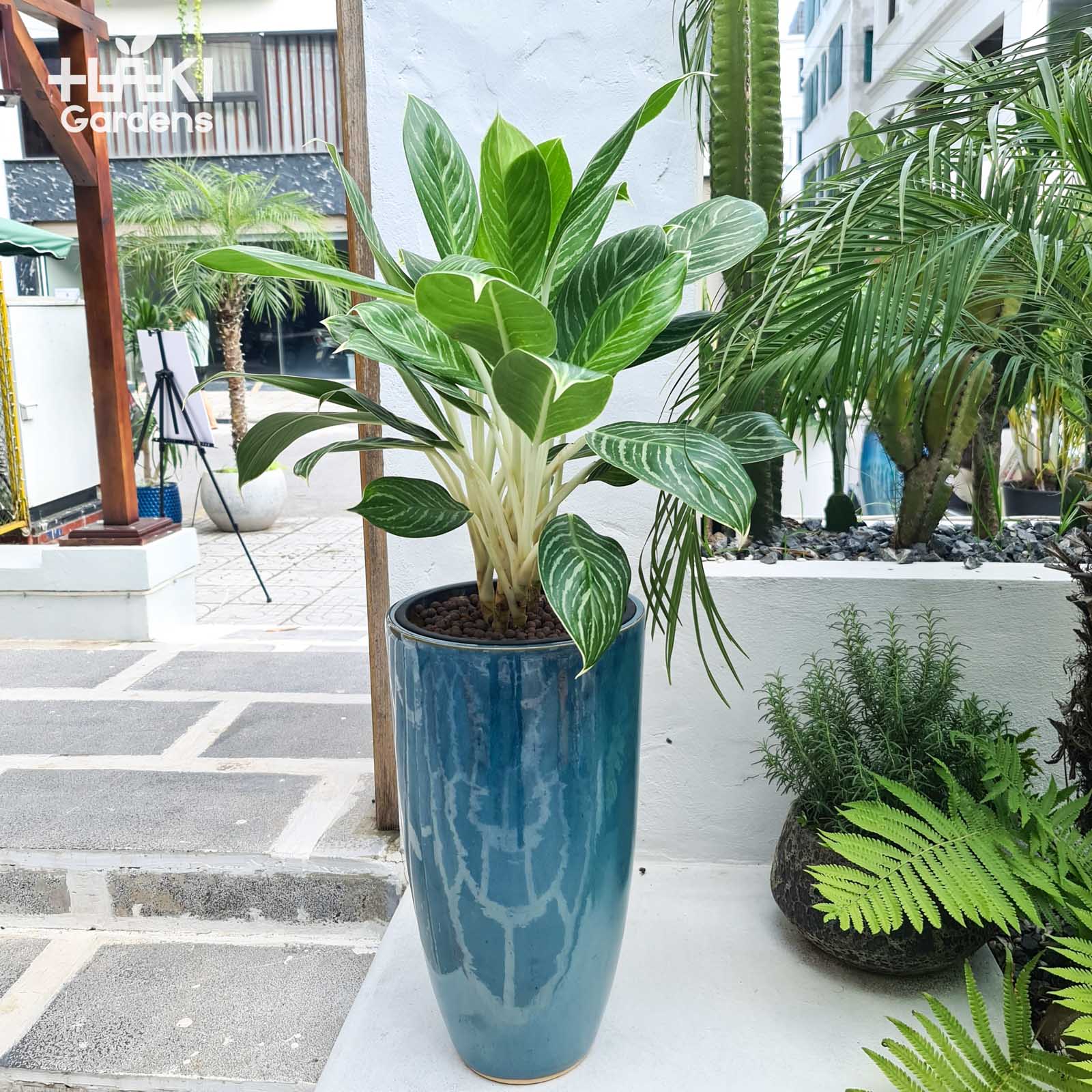 Chậu Cây Bạch Mã Hoàng Tử