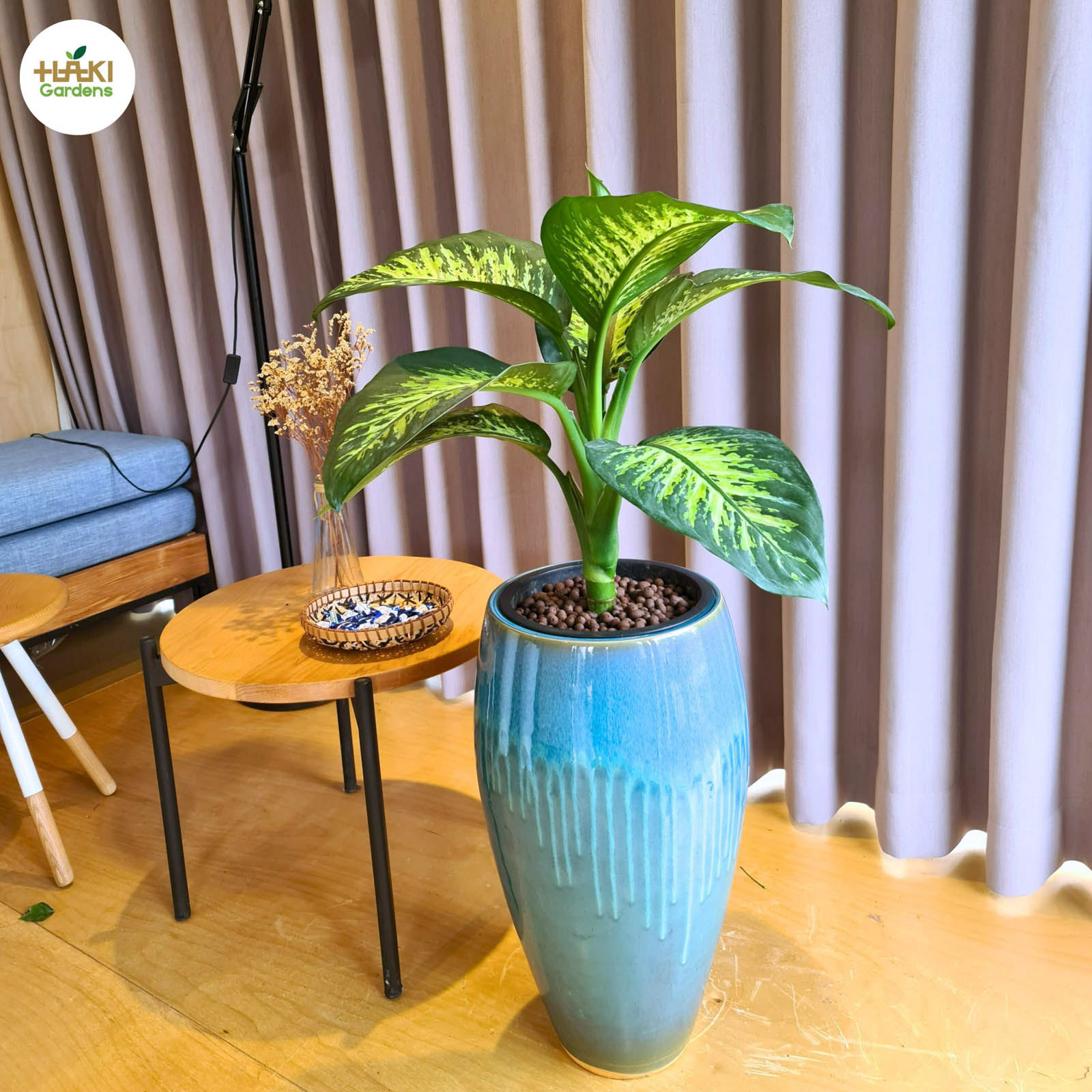 Chậu Cây Đại Niên Thanh