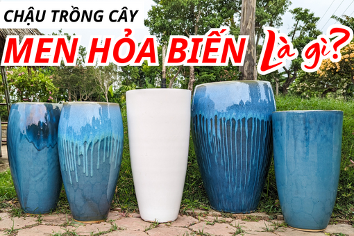 Chậu Trồng Cây Men Hỏa Biến: Nguồn gốc, Màu sắc và vị trí đặt cây phù hợp