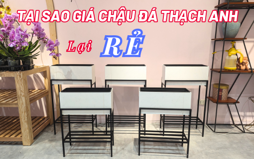 Chậu Đá Thạch Anh - Nhiều Ưu Điểm Nhưng Sao Lại Rẻ